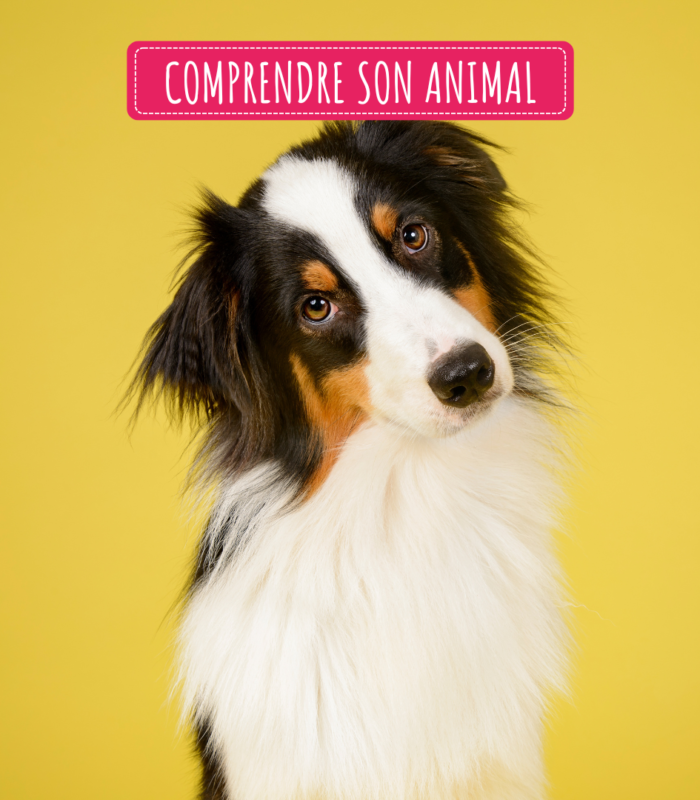 Comportement animal : Que veut me dire mon chien/chat ?