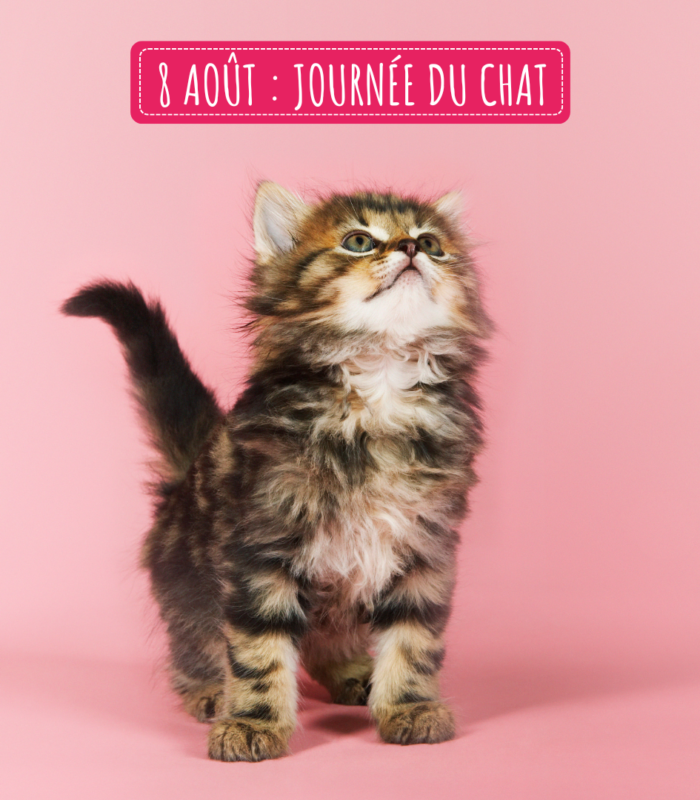 8 Août : Journée Internationale du Chat