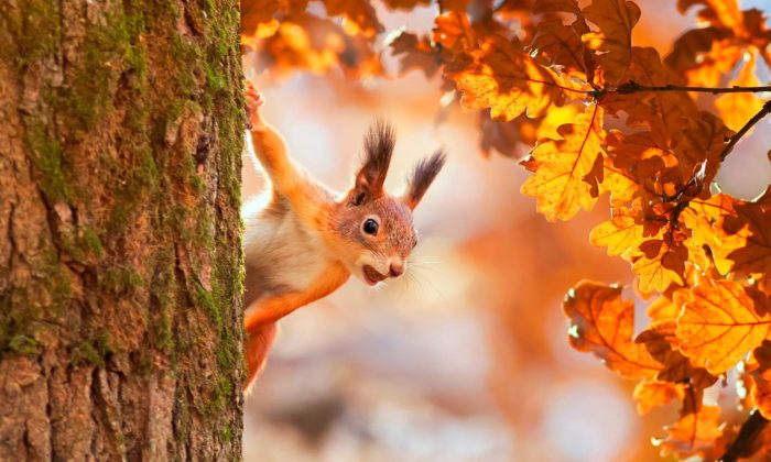 Promos de l’automne