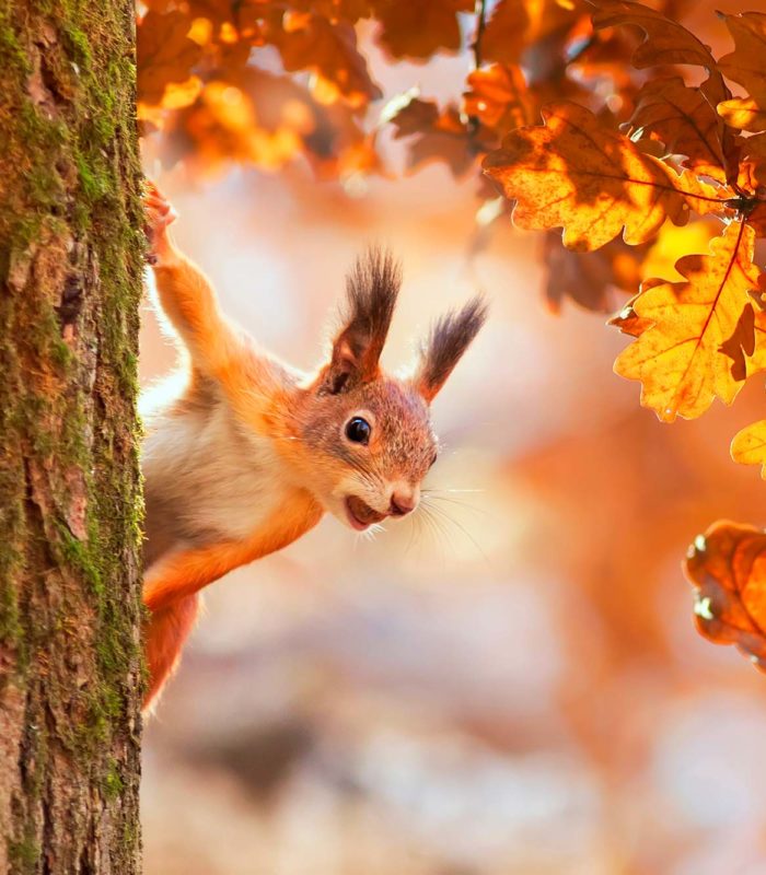 Promos de l’automne